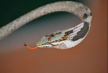 <b><font color='#333333'>世界上最恐怖的蛇 眼镜王蛇垫底,非洲腾蛇毒性无</font></b>